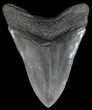 Serrated Megalodon Tooth - Georgia #52452-2
